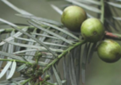 你了解血榧吗 估计很少人听过说血榧