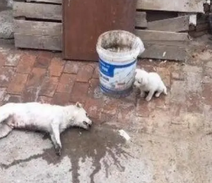 ʬ����Ⱦ���� ����ʬ����������Σ����