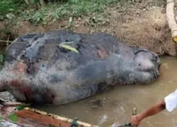 ʬ����Ⱦ���� ����ʬ����������Σ����