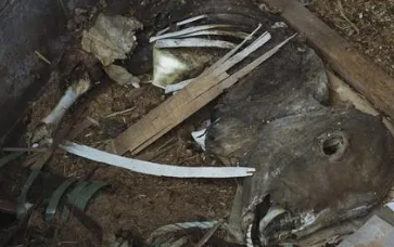 ʬ����Ⱦ���� ����ʬ����������Σ����