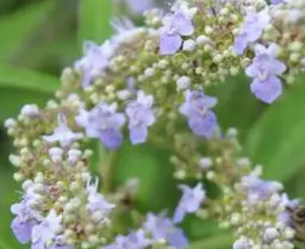 ���۶��Ĺ�Ч������ ���۶���Ҫ�ɷ�