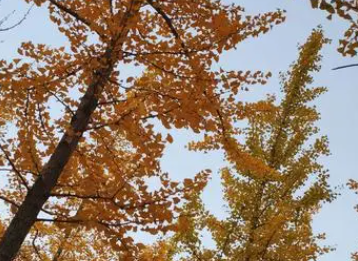 ���۶��Ĺ�Ч������ ���۶���Ҫ�ɷ�