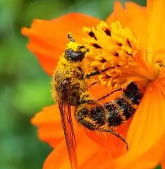 ���۶��Ĺ�Ч������ ���۶���Ҫ�ɷ�