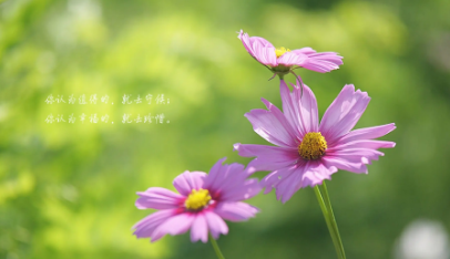 ����ףԸ�ļ�̾���ʮ������ �����ľ����Ƿǳ�����������