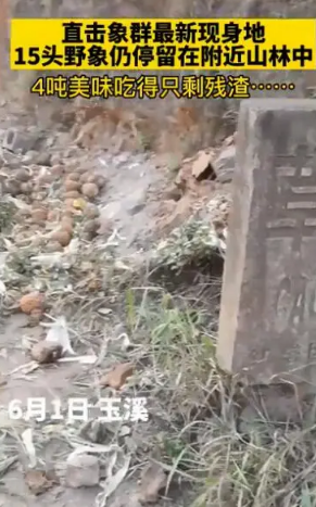 云南象群迁徙事件及原因 云南象群北迁事件始末