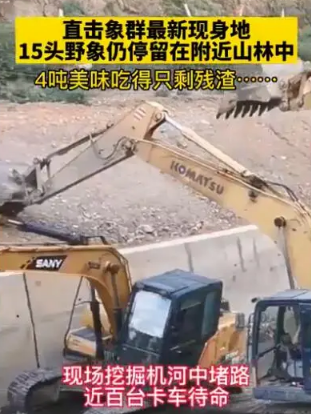 云南象群迁徙事件及原因 云南象群北迁事件始末