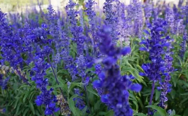 ޹�²ݻ��ڶ೤ ޹�²ݵĻ���ʱ��