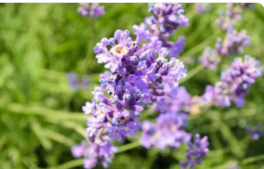 ޹�²ݻ��ڶ೤ ޹�²ݵĻ���ʱ��