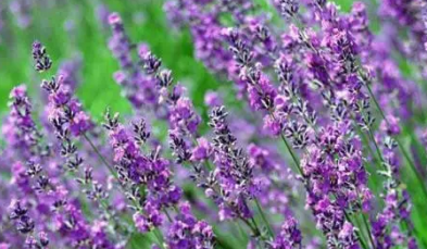 ޹�²ݻ��ڶ೤ ޹�²ݵĻ���ʱ��