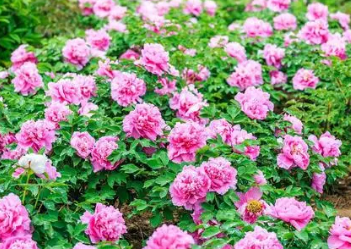 �й��Ĵ�������ʲô�� �����й��Ļ���ĵ��