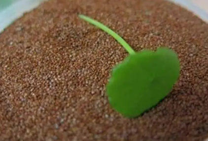 ������Ĥ����������� ������Ĥ�Ĺ�Ч������