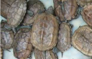 �������Ǯ�� ��Ǯ�������