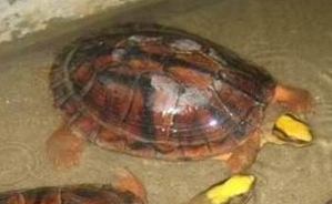 �������Ǯ�� ��Ǯ�������