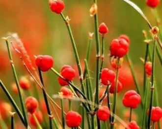 ��ƵĹ�Ч������ ����ʳ���Ǵ������֪��