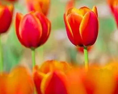 �������ȡ������ƽ�������� ϣ����������ƽ�����ֵ�����