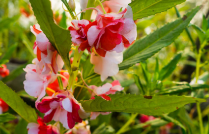 �ܶ໨����������ʱ�򿪻� ���쿪�Ļ�����ʲô������ʲô����