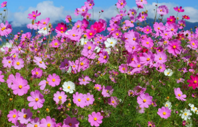 �ܶ໨����������ʱ�򿪻� ���쿪�Ļ�����ʲô������ʲô����