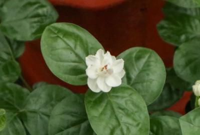 �ܶ໨����������ʱ�򿪻� ���쿪�Ļ�����ʲô������ʲô����