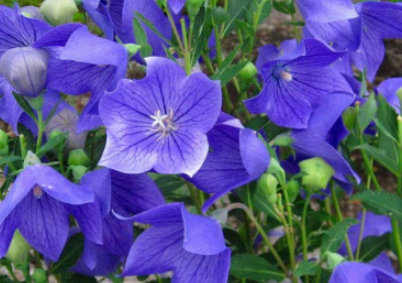 �ܶ໨����������ʱ�򿪻� ���쿪�Ļ�����ʲô������ʲô����