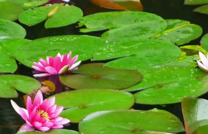 很多花朵会在夏天的时候开花 夏天开的花都有什么花都叫什么名字