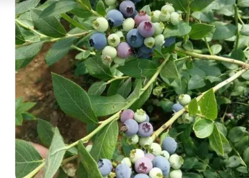 蓝莓果的功效 保护眼睛、增强视力