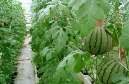 很多人都想大量种植西瓜 西瓜种植方法和技术