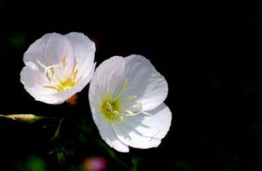 ʨ��Ů���������ǿ�� ���ڴ��Ϻ�������