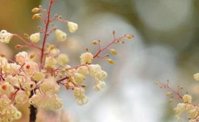 ʨ��Ů���������ǿ�� ���ڴ��Ϻ�������