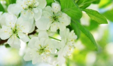 ʨ��Ů���������ǿ�� ���ڴ��Ϻ�������