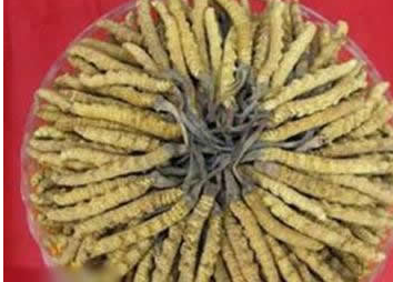 ��Щʳ�����׳�� ���˵�ʮ��Ʒ