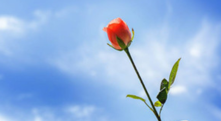 ��ʾ��ӭ�ľ��� ���Ը����Ǵ�����ů�ͺ�����