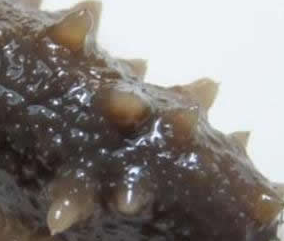 ��Щʳ�����׳�� ���˵�ʮ��Ʒ