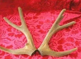 ��Щʳ�����׳�� ���˵�ʮ��Ʒ