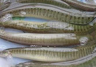 ��Щʳ�����׳�� ���˵�ʮ��Ʒ