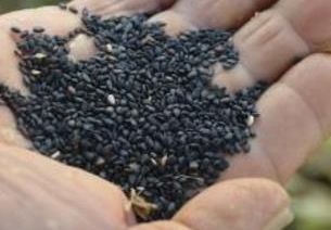 ��Щʳ�����׳�� ���˵�ʮ��Ʒ