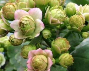 �����ͥÿ�궼�����Գ��ٻ� ������ĳ��ٻ�Ʒ��