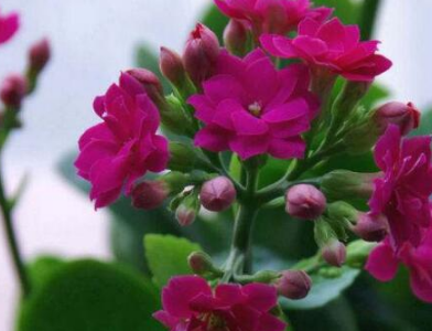 �����ͥÿ�궼�����Գ��ٻ� ������ĳ��ٻ�Ʒ��