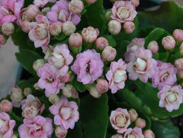 �����ͥÿ�궼�����Գ��ٻ� ������ĳ��ٻ�Ʒ��