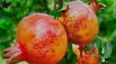 ������ʯ�������ȷ�ĳԷ� ��ʯ��Ҫ��Ҫ����