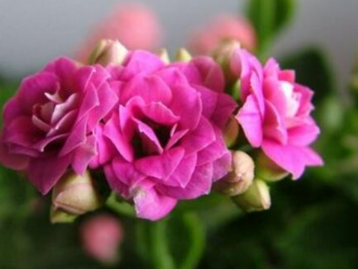 �����ͥÿ�궼�����Գ��ٻ� ������ĳ��ٻ�Ʒ��