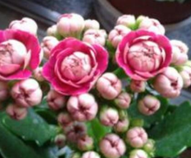 �����ͥÿ�궼�����Գ��ٻ� ������ĳ��ٻ�Ʒ��