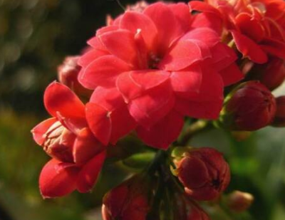 �����ͥÿ�궼�����Գ��ٻ� ������ĳ��ٻ�Ʒ��