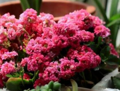 �����ͥÿ�궼�����Գ��ٻ� ������ĳ��ٻ�Ʒ��