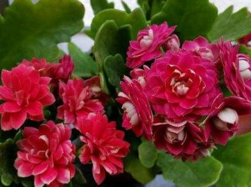 �����ͥÿ�궼�����Գ��ٻ� ������ĳ��ٻ�Ʒ��