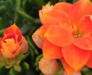 �����ͥÿ�궼�����Գ��ٻ� ������ĳ��ٻ�Ʒ��