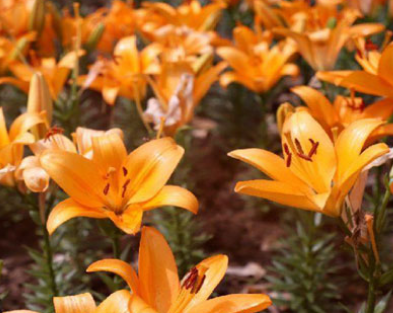 �����ͥÿ�궼�����Գ��ٻ� ������ĳ��ٻ�Ʒ��