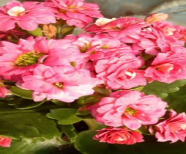 �����ͥÿ�궼�����Գ��ٻ� ������ĳ��ٻ�Ʒ��