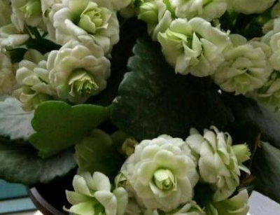 �����ͥÿ�궼�����Գ��ٻ� ������ĳ��ٻ�Ʒ��