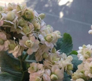 �����ͥÿ�궼�����Գ��ٻ� ������ĳ��ٻ�Ʒ��