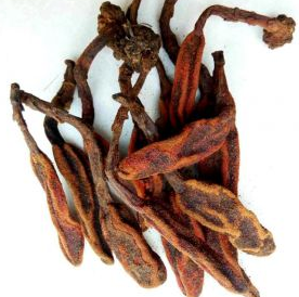 回春草的功效与作用及禁忌 补肾壮阳保护心血管